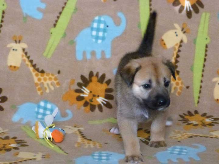 chinook puppy